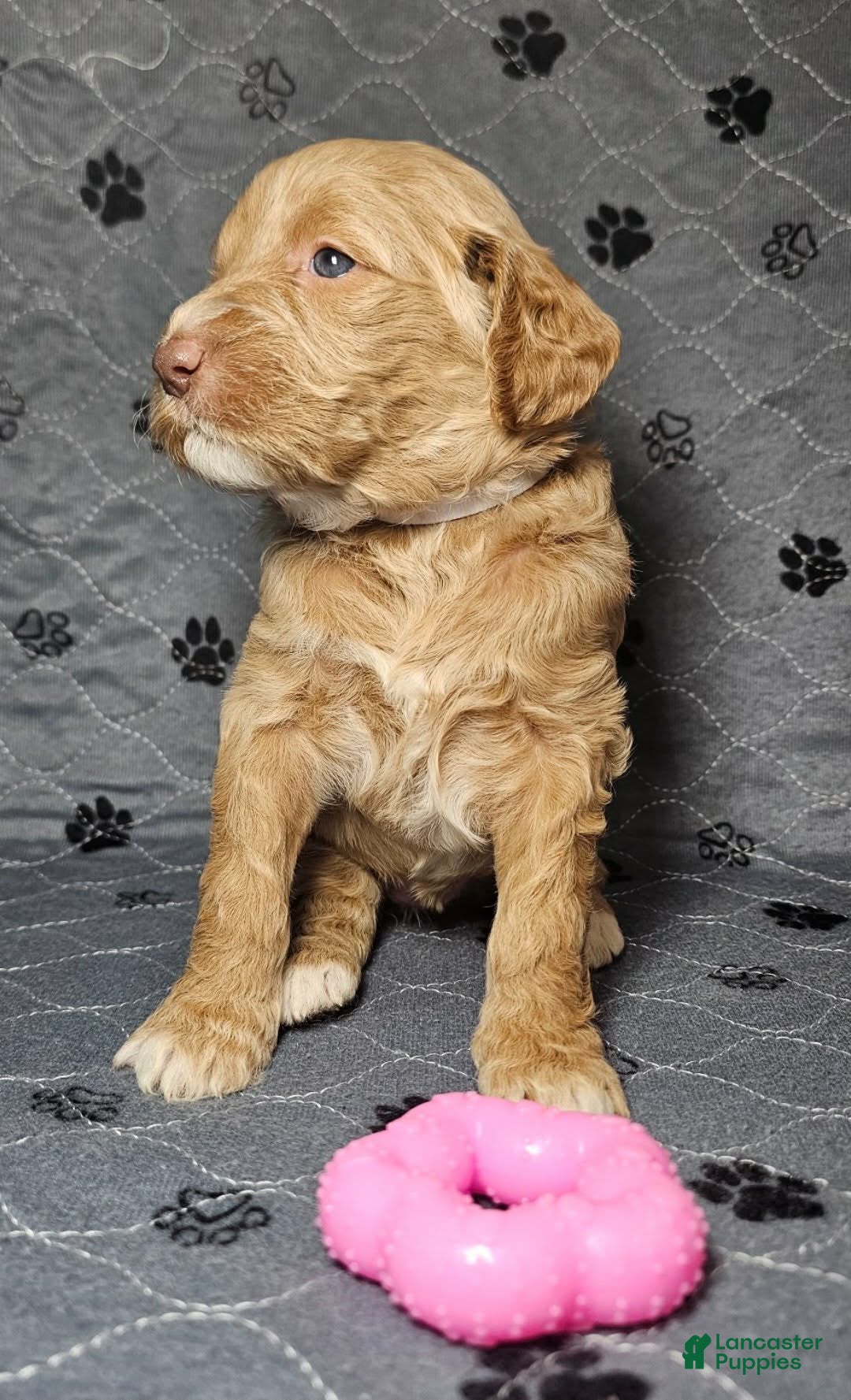 Goldendoodle dogs for sale: Espresso  - Ad 2