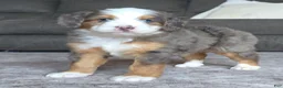 Mini Bernedoodle dogs for sale: Mini Tate - Ad 17