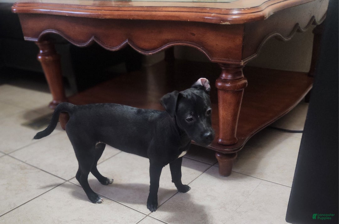 Mixed Breed dogs for sale: Mixed Breed Puppy 2 - Ad 2