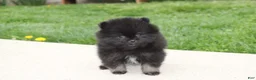 Pomeranian dogs for sale: Connie  - Ad 16