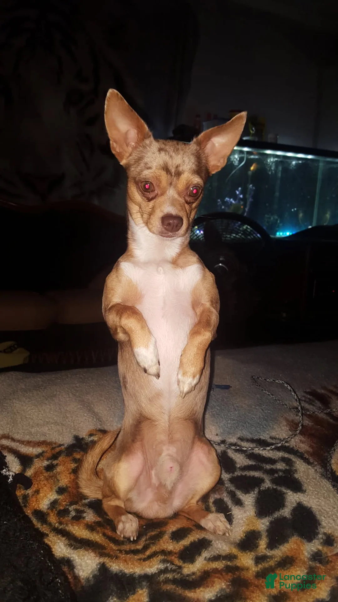 Chihuahua dogs for sale: Long Hair Red boy - Ad 2