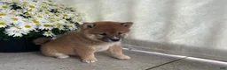 Shiba Inu dogs for sale: Cooper - Ad 5