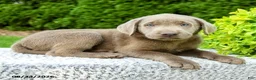 Labrador Retriever dogs for sale: Ruben - Ad 4
