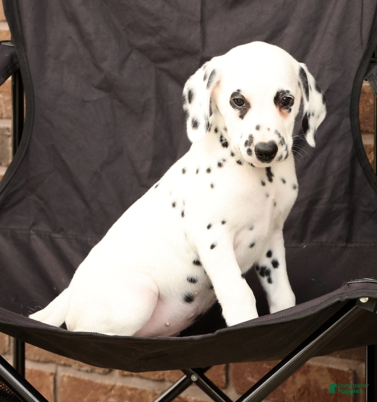 Dalmatian dogs Dora - Ad 2