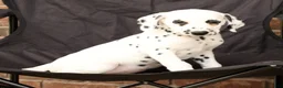 Dalmatian dogs for sale: Dora - Ad 2