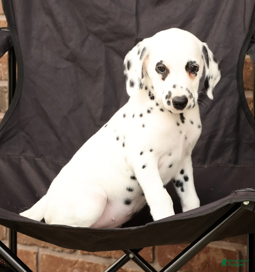 Dalmatian dogs for sale: Dora - Ad 2