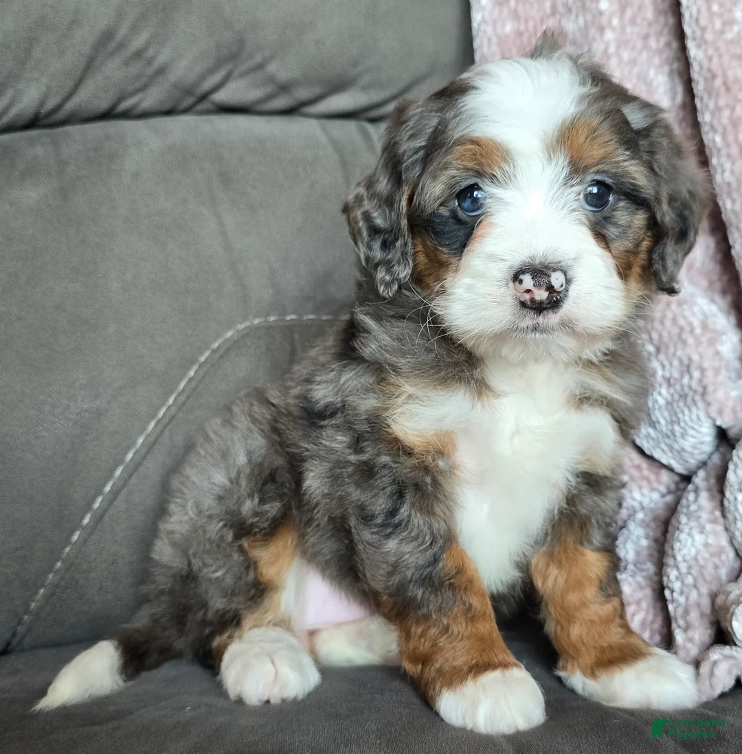 Mini Bernedoodle dogs for sale: Mini Izzy - Ad 8