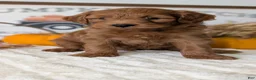 Mini Goldendoodle dogs for sale: Jackson - Ad 3