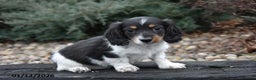 Miniature Dachshund dogs for sale: Slinky - Ad 1