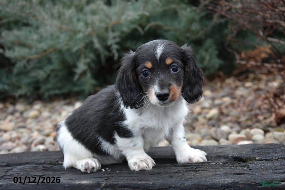 Miniature Dachshund dogs for sale: Slinky - Ad 1