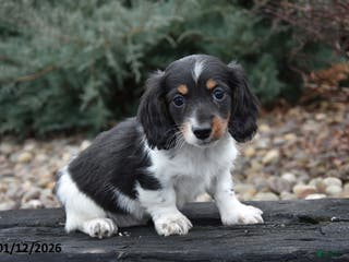 Miniature Dachshund dogs Slinky - Ad 37