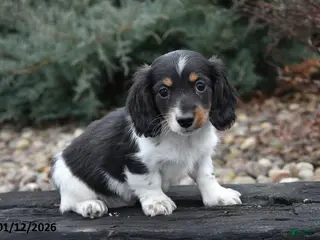 Miniature Dachshund dogs Slinky - Ad 7