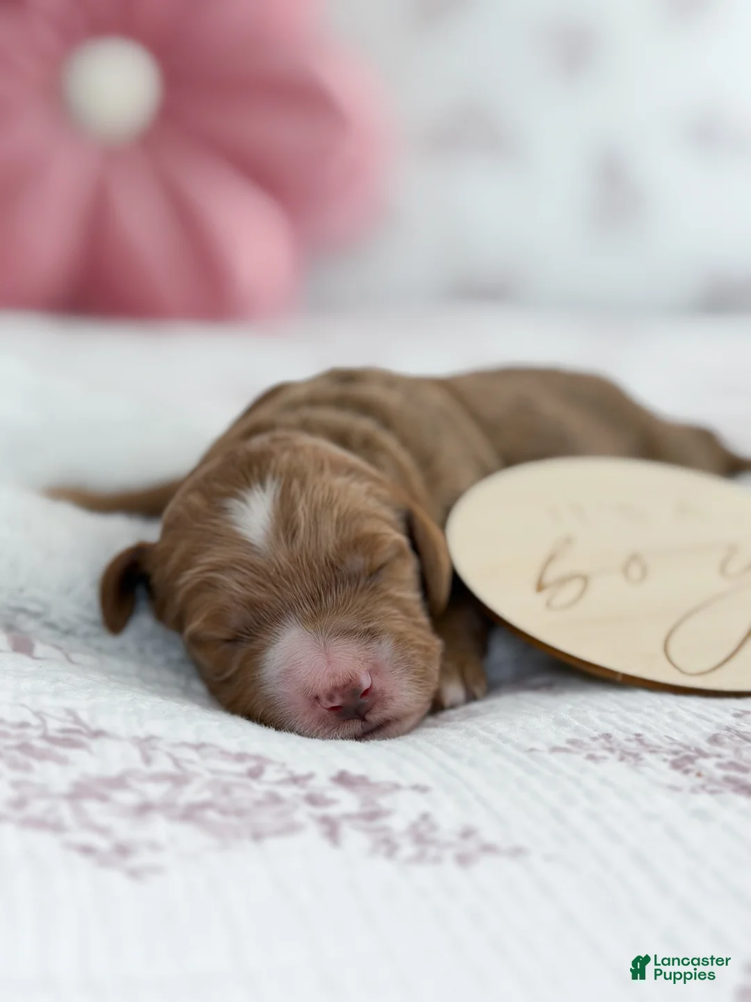 Goldendoodle dogs for sale: Jackson  - Ad 1