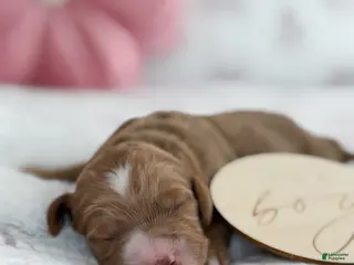 Goldendoodle dogs Jackson - Ad 40