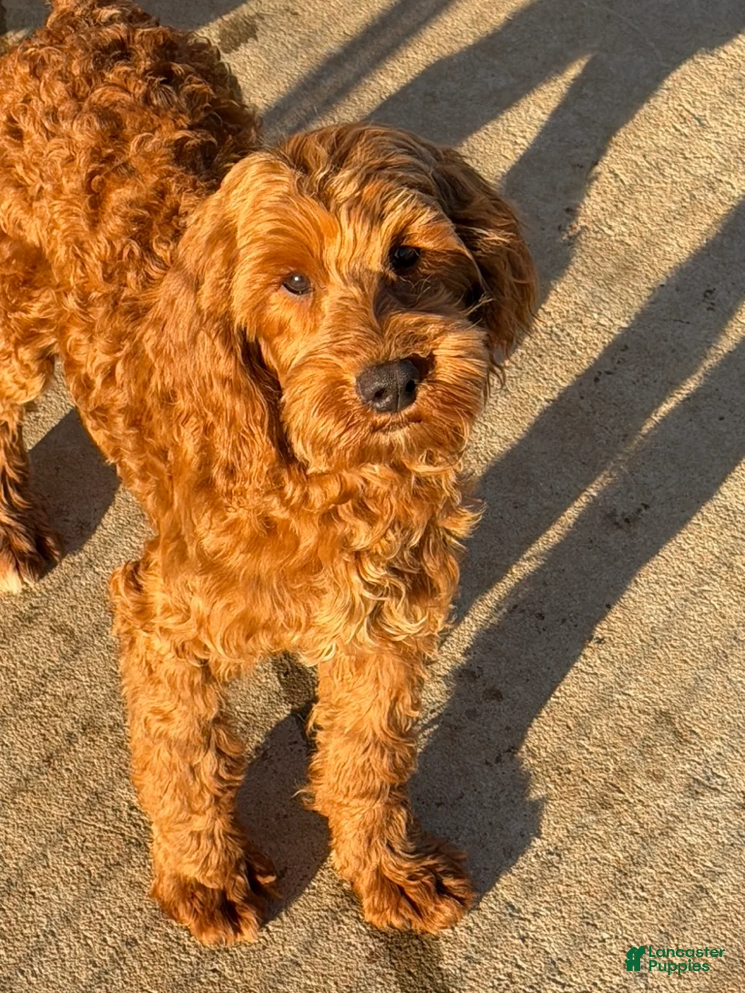 Mini Goldendoodle dogs for sale: Teddy - Ad 1