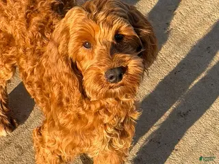 Mini Goldendoodle dogs Teddy - Ad 26