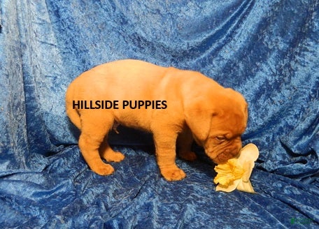Dogue De Bordeaux dogs Dogue De Bordeaux 4 - Ad 2