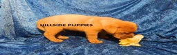 Dogue De Bordeaux dogs for sale: Dogue De Bordeaux 4 - Ad 2