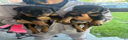 Rottweiler dogs for sale: Brooklyn  - Ad 1
