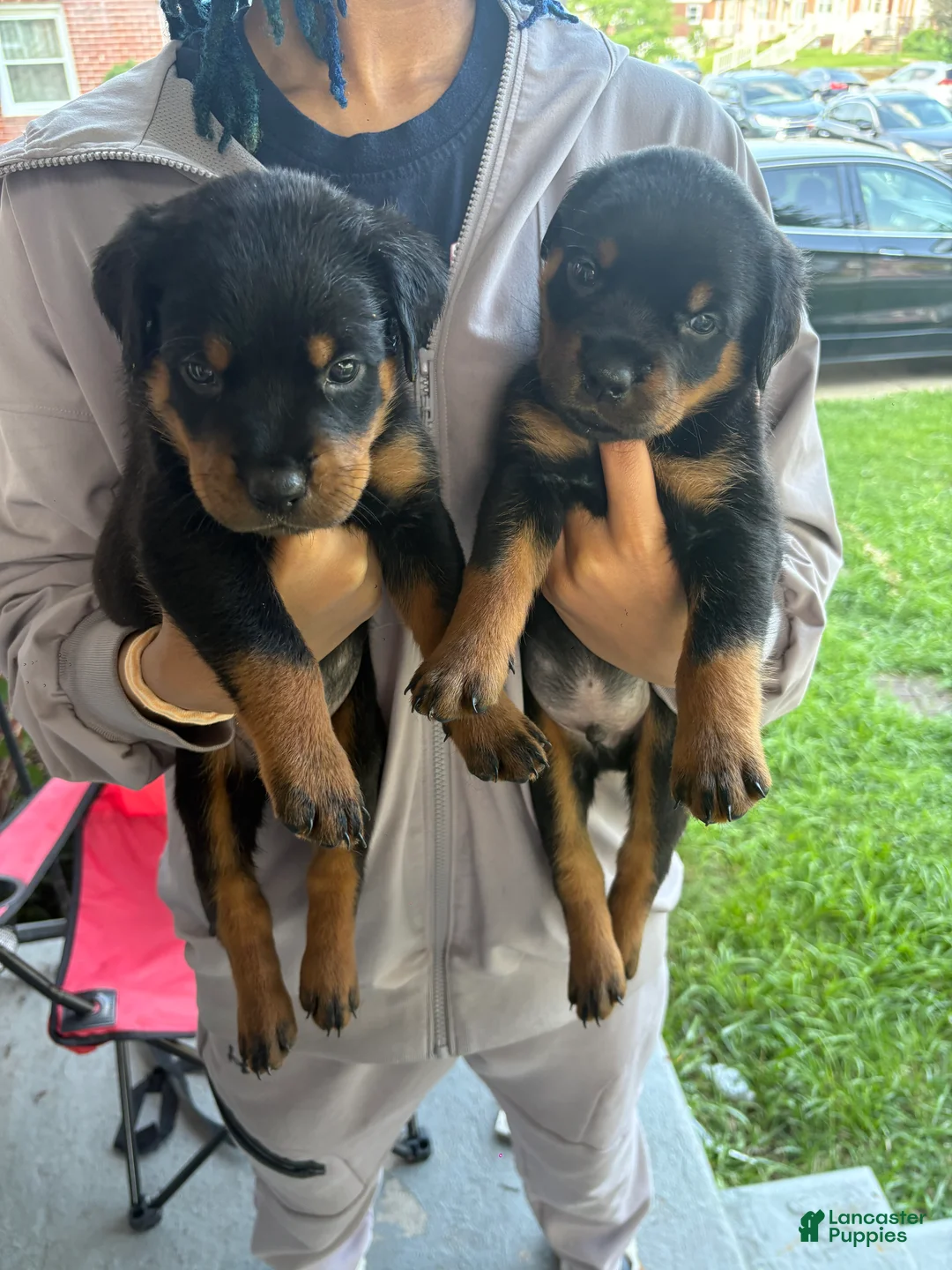 Rottweiler dogs for sale: Brooklyn  - Ad 1