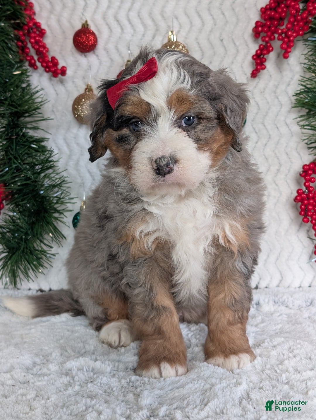 Mini Bernedoodle dogs for sale: Mini Hayes - Ad 19