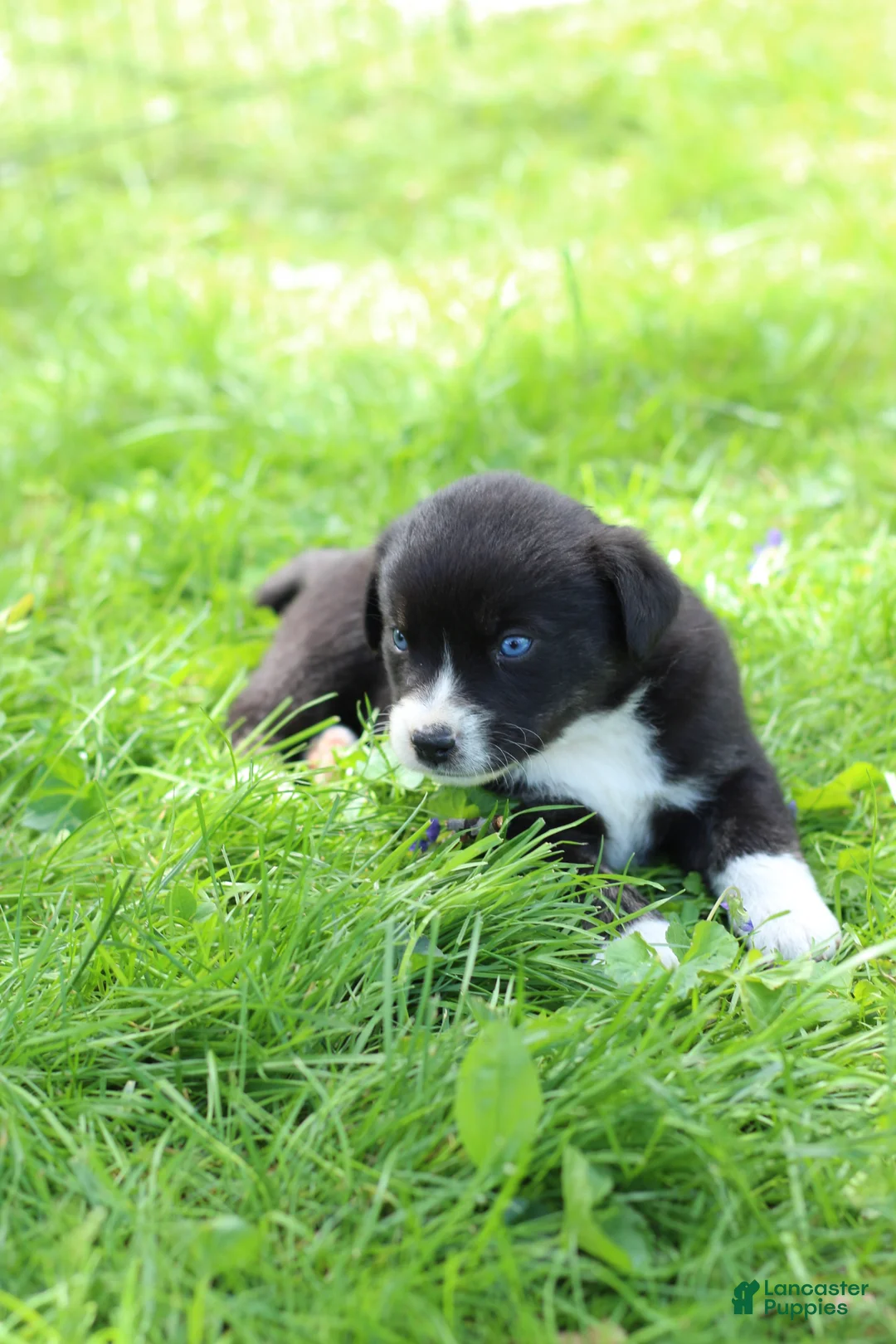 Mixed Breed dogs for sale: Little Guy - Ad 1