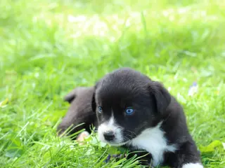 Mixed Breed dogs for sale: Little Guy - Ad 2