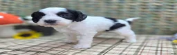 Cockapoo dogs for sale: Cottontail - Ad 11