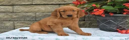 Golden Retriever dogs for sale: Brinley - Ad 3