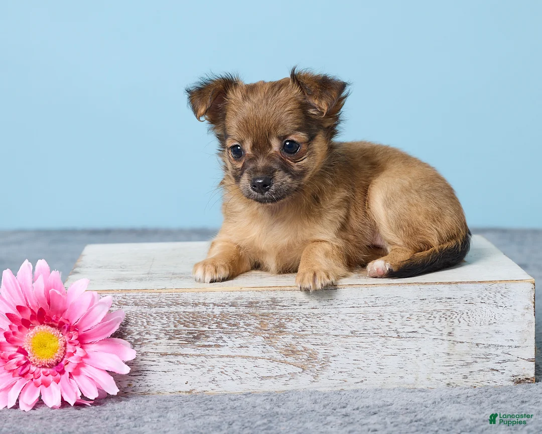 Chihuahua dogs for sale: Shelly - Ad 1