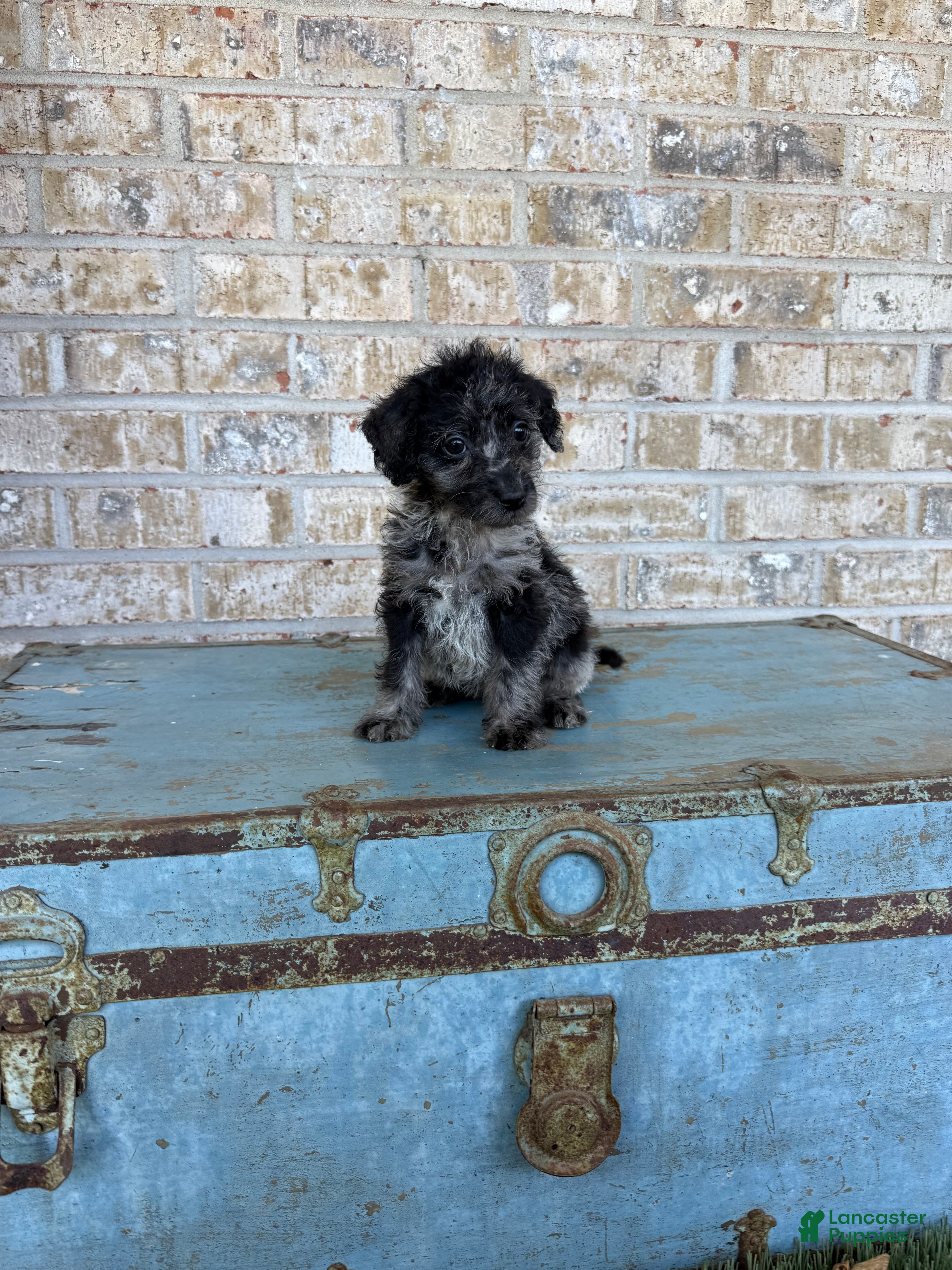 Bluebell (Doodle / designer cross, Female) in Scottsville, KY