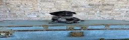 Miniature Labradoodle dogs for sale: Bluebell - Ad 1