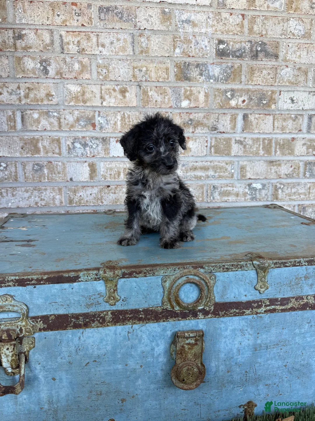 Miniature Labradoodle dogs for sale: Bluebell - Ad 1