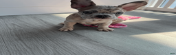 French Bulldog dogs for sale: DIAMOND - Ad 16