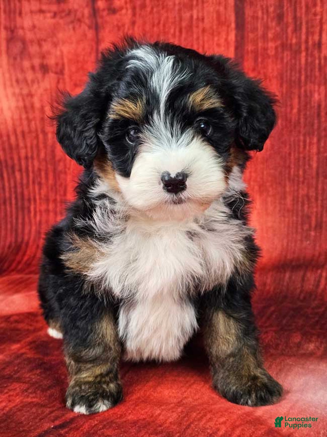 Mini Bernedoodle dogs for sale: Loki - Ad 1
