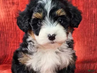 Mini Bernedoodle dogs Loki - Ad 18