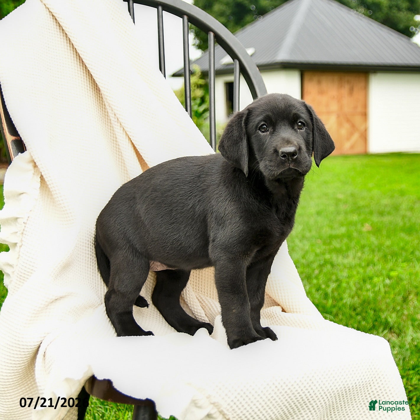 Labrador Retriever dogs for sale: Lillianna  - Ad 3