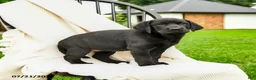Labrador Retriever dogs for sale: Lillianna  - Ad 1