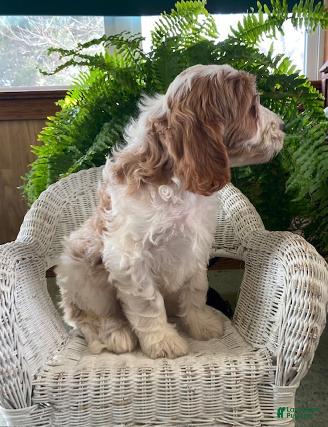 Goldendoodle dogs for sale: Mason - Ad 4