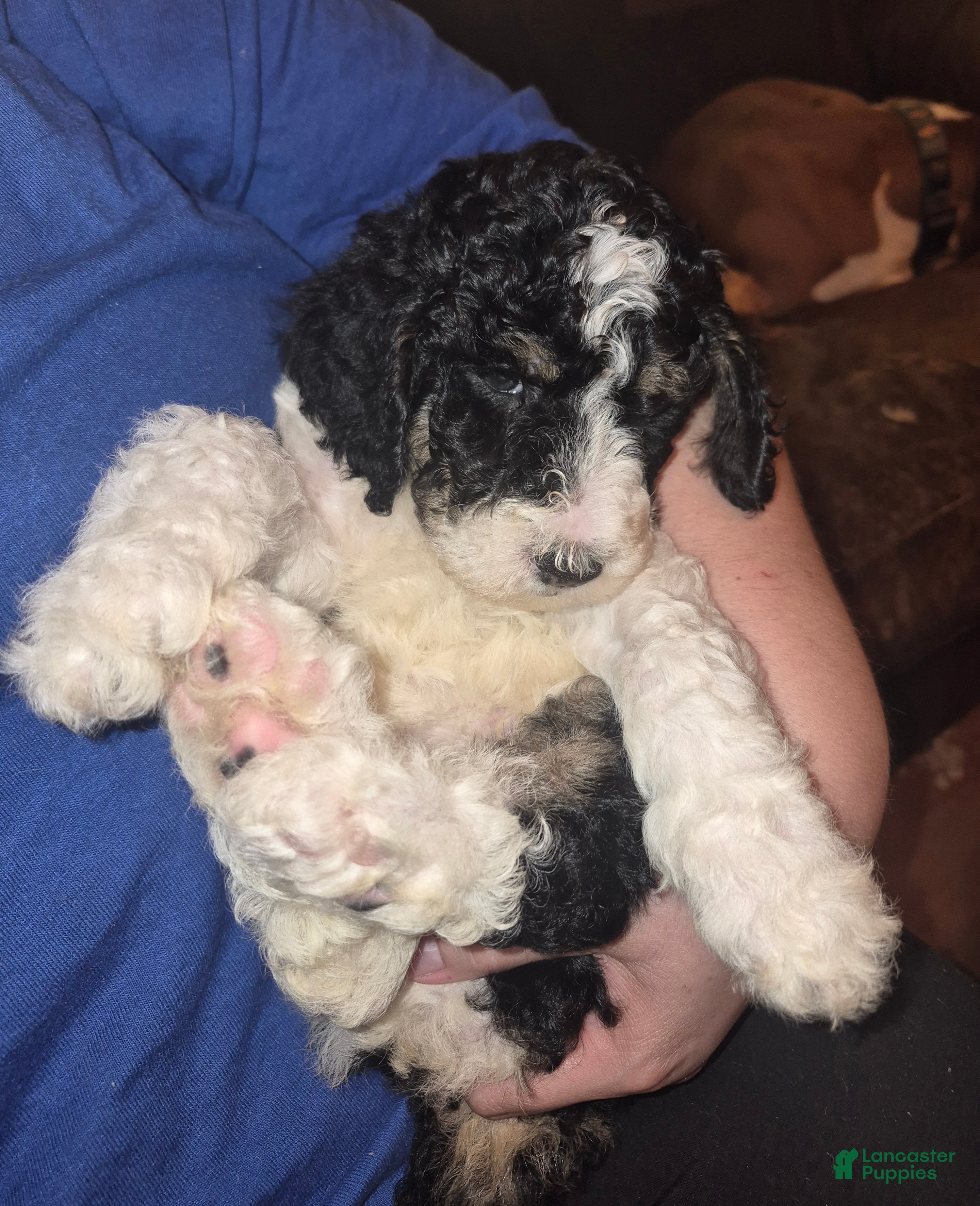 Labradoodle dogs Kimchi - Ad 9