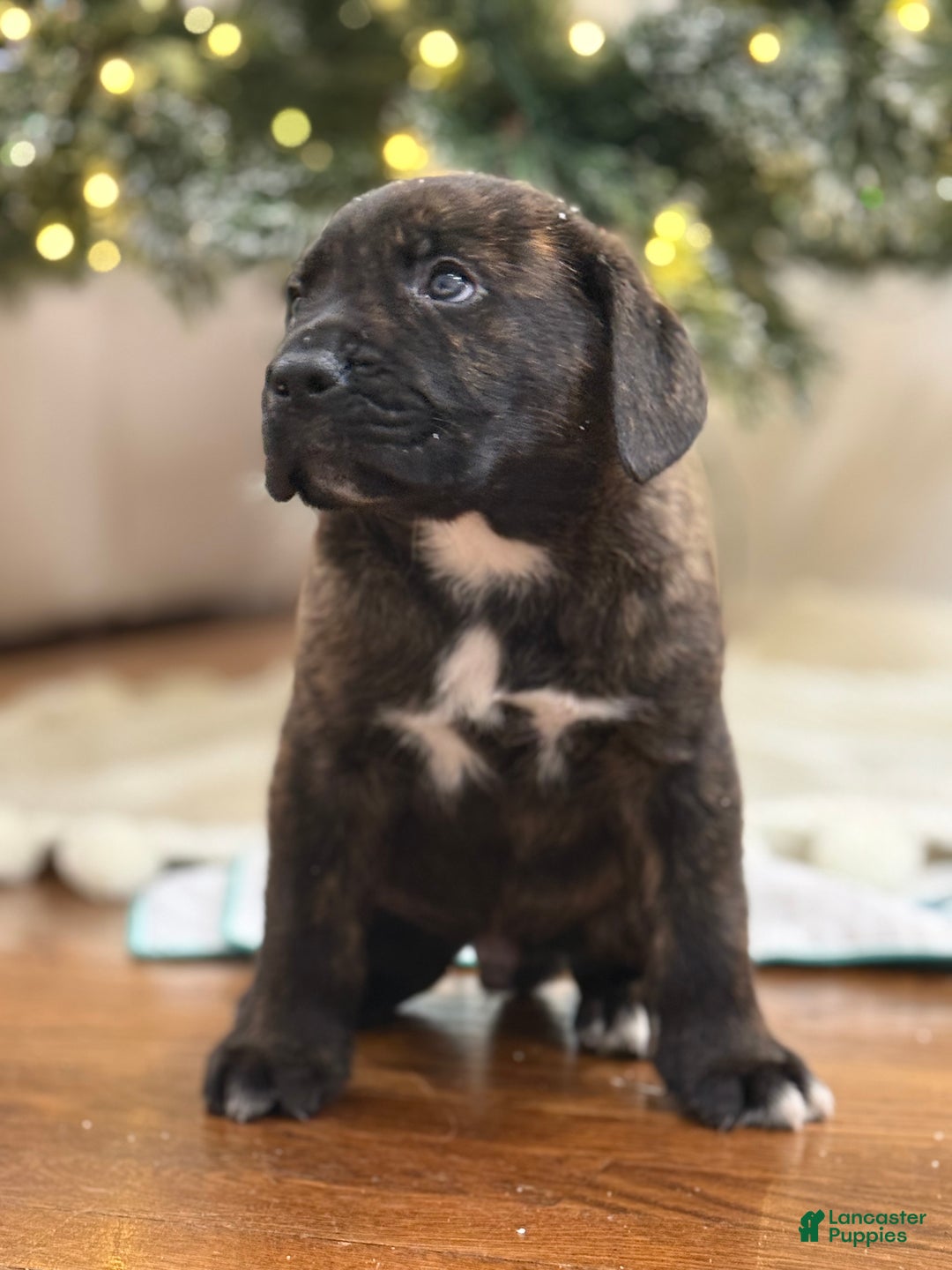 Cane Corso dogs for sale: Constantino - Ad 2