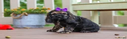 Cocker Spaniel dogs for sale: Lila - Ad 4