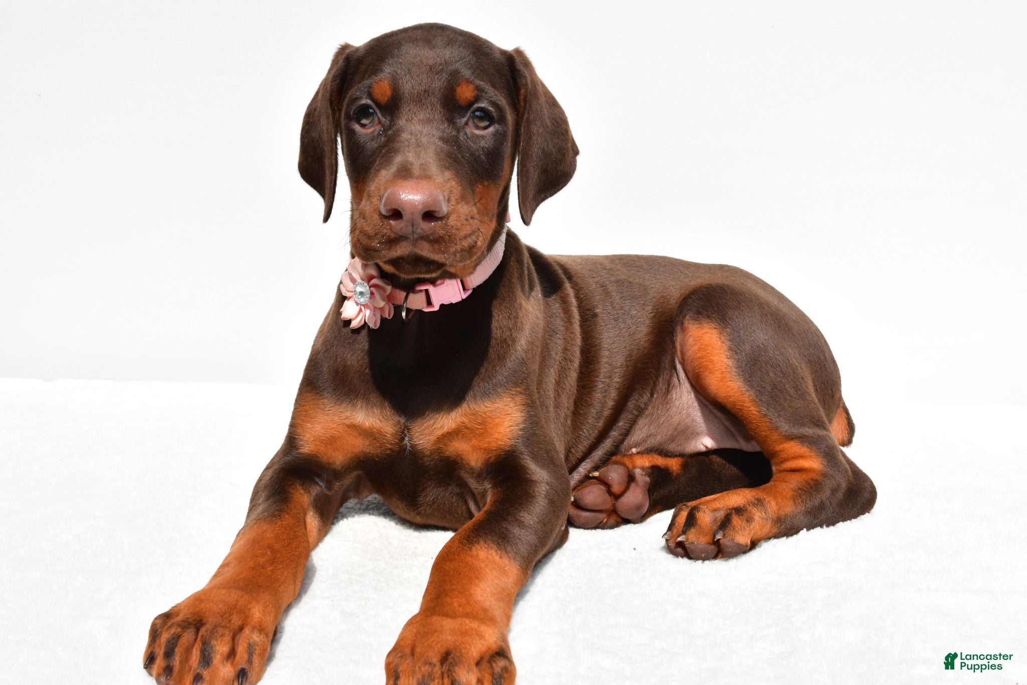 Doberman Pinscher dogs Heather - Ad 1
