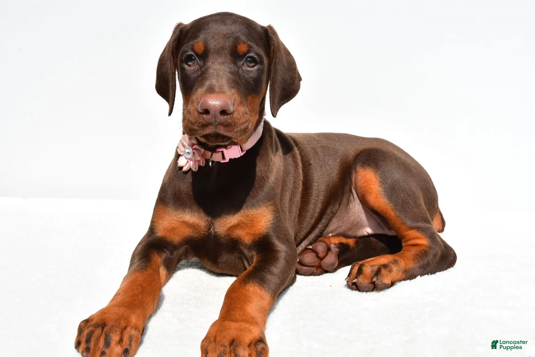 Doberman Pinscher dogs for sale: Heather - Ad 1