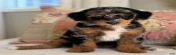 Miniature Poodle dogs for sale: Gwennie - Ad 9