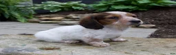 Miniature Dachshund dogs for sale: Gus - Ad 4