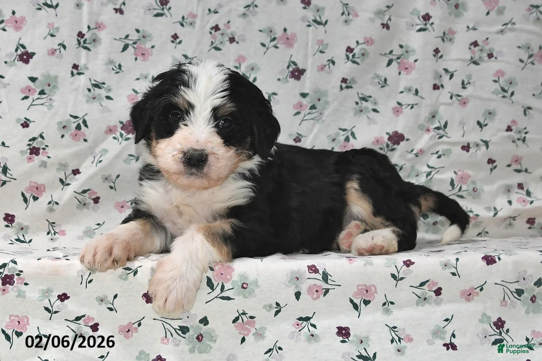 Bernedoodle dogs for sale: Max - Ad 3