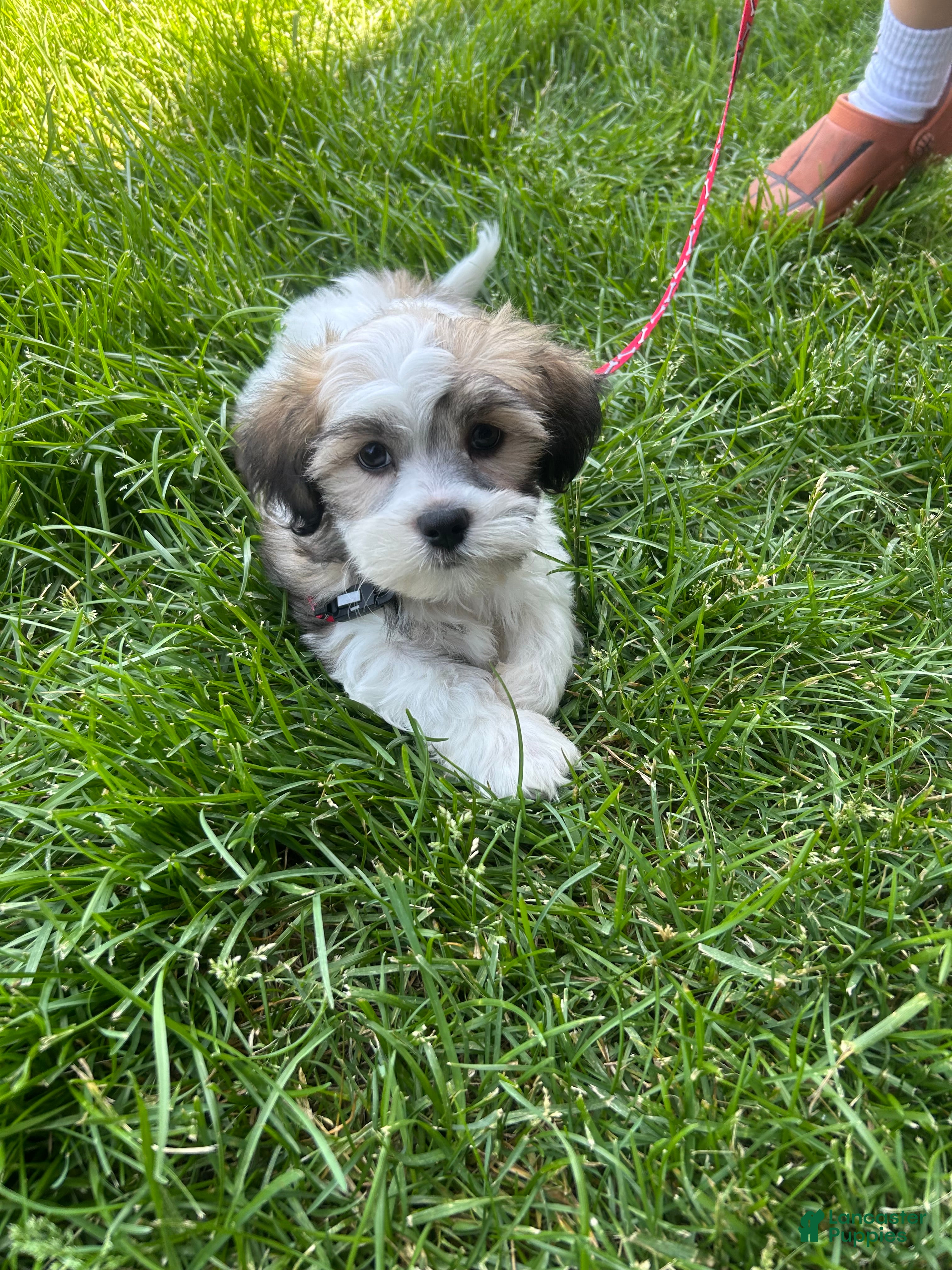Teddy Bear dogs Puppy 1 - Ad 7