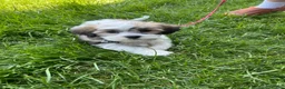 Teddy Bear dogs for sale: Puppy 1 - Ad 1