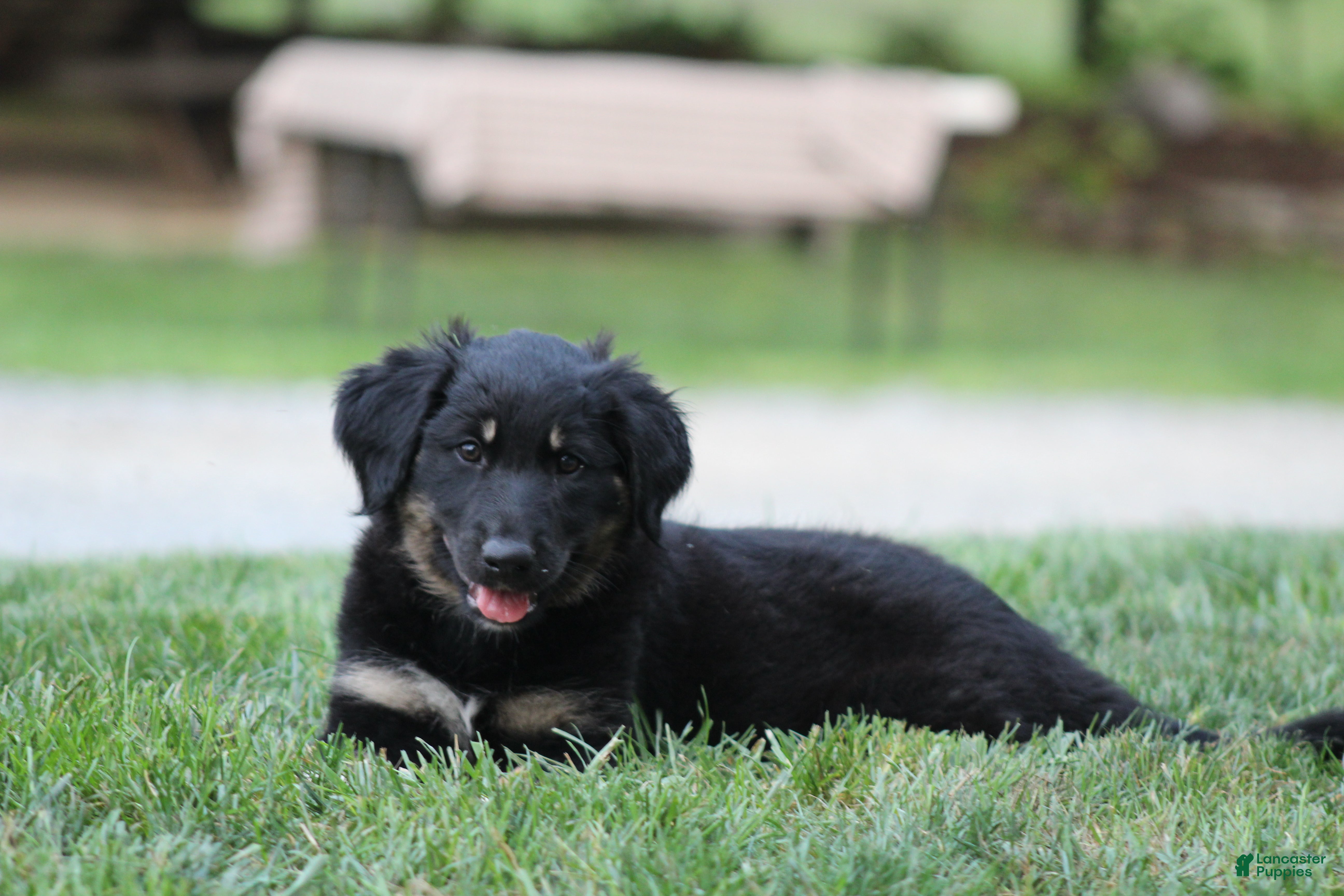 English Shepherd dogs Shadow - Ad 2